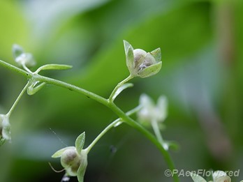 Fruit